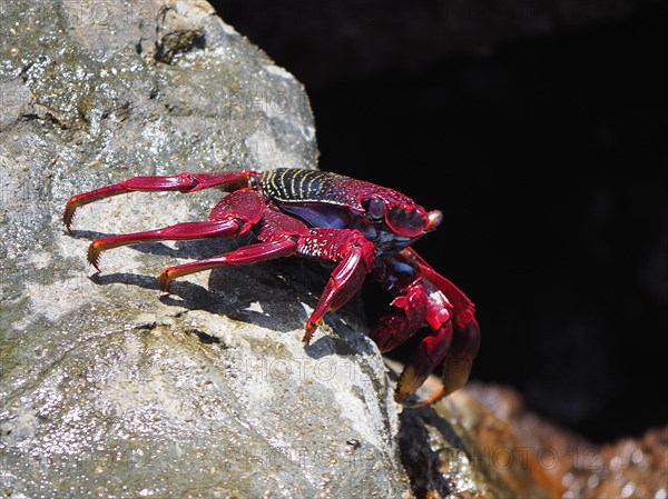Red rock crab