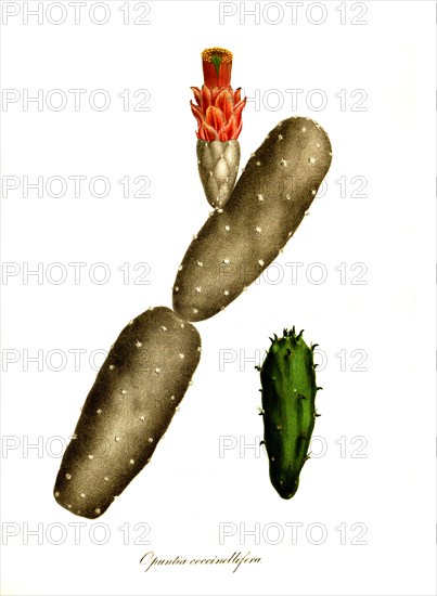 Cacti