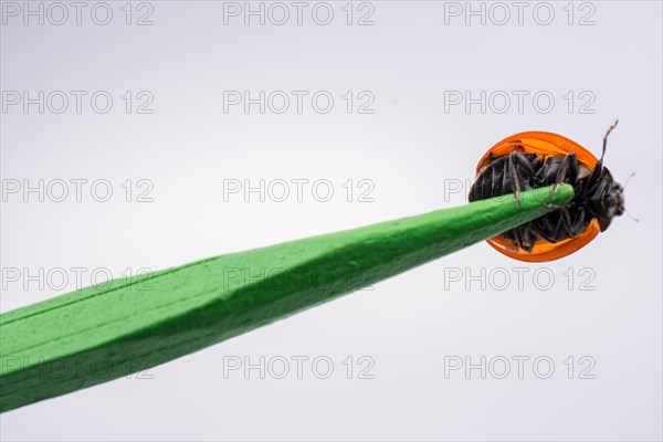 Beautiful photo of red ladybug walking on a wooden stick