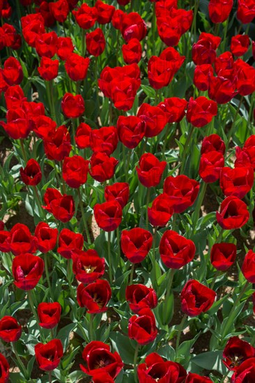 Blooming colorful tulip flowers in garden as floral background