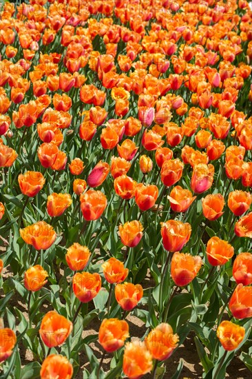 Blooming colorful tulip flowers in garden as floral background