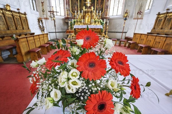 Gerbera