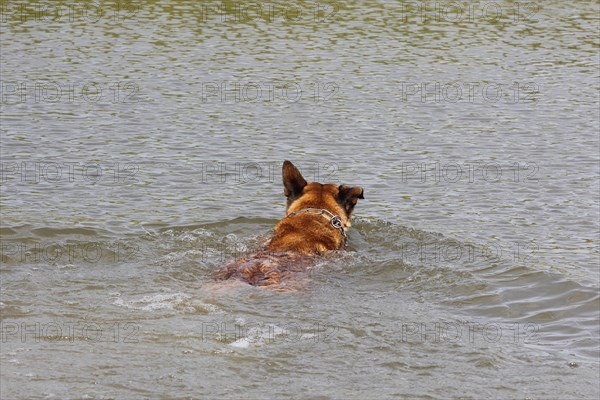 Malinois