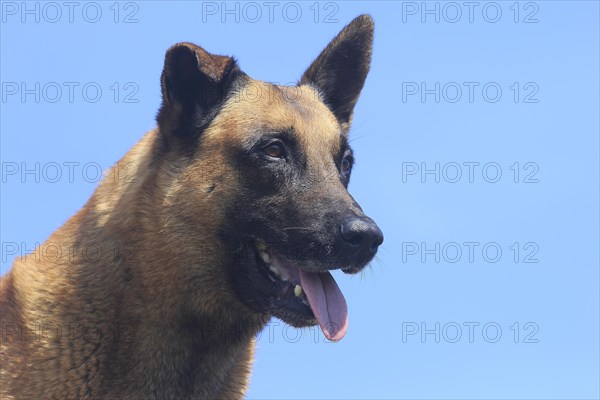 Malinois