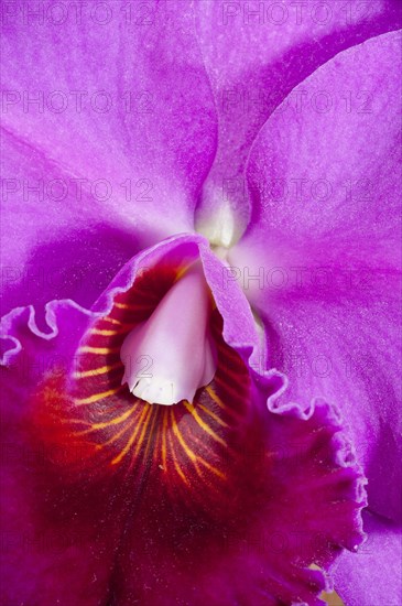 Rhyncholaeliocattleya Lucky Strike