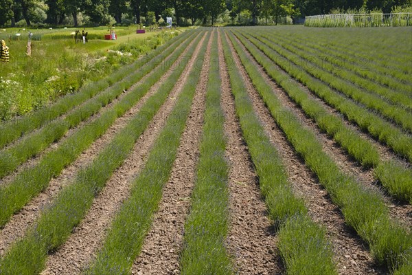 Field with rows of lavender