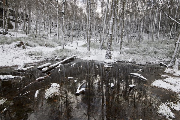 Wintery snowy forest on the Tyssa Walls
