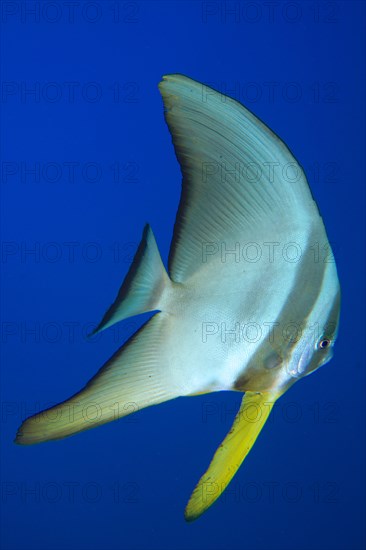 Juvenile roundhead batfish