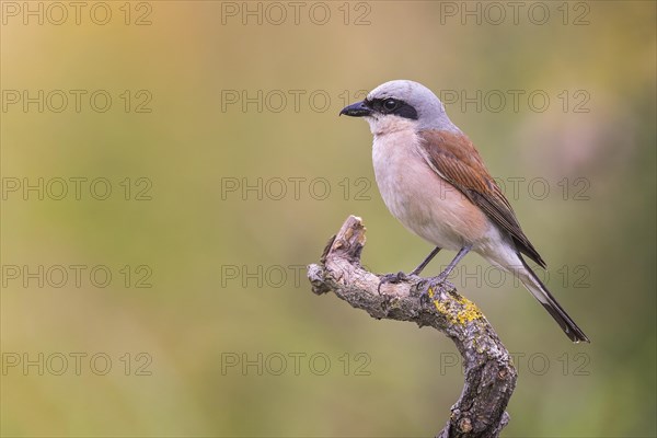 Red-backed Shrike
