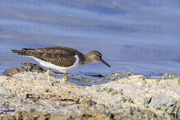Common sandpiper