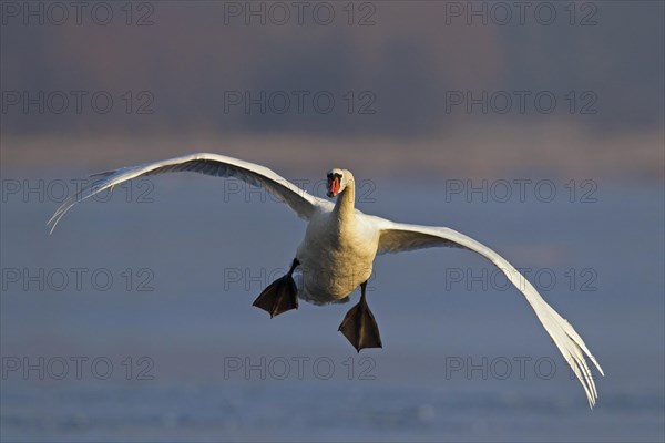 Mute swan