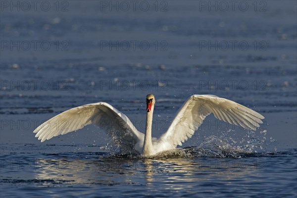 Mute swan
