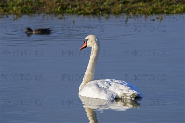 Mute swan