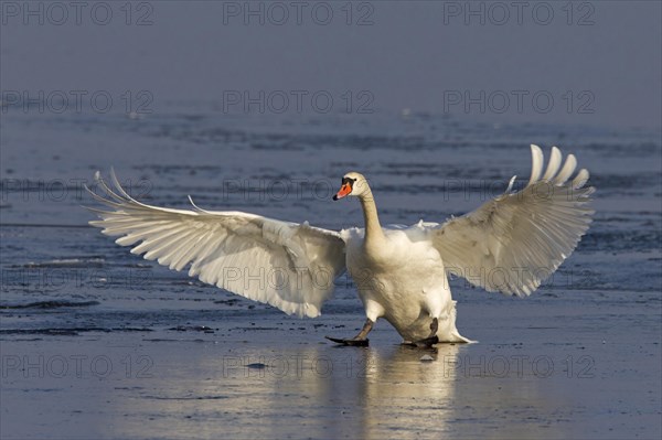 Mute swan