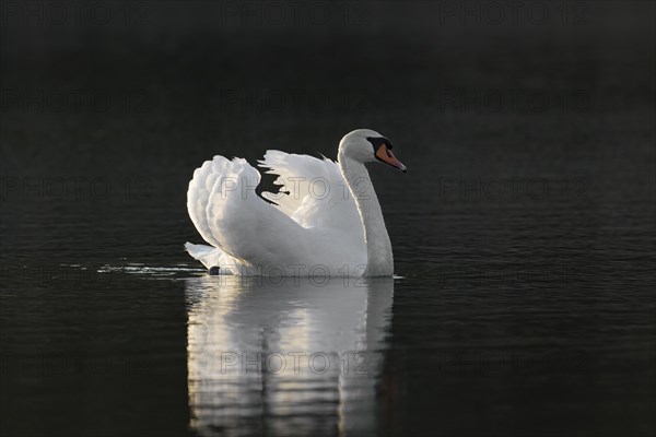 Territorial mute swan