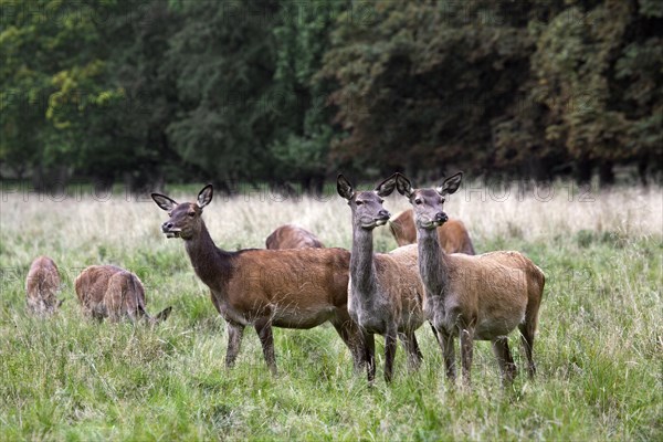 Herd of red deer