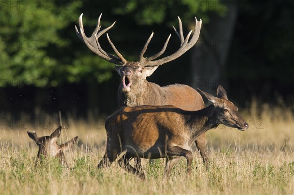 Red deer