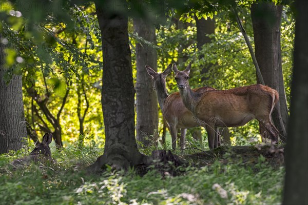Herd of red deer