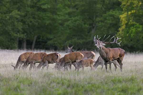Red deer