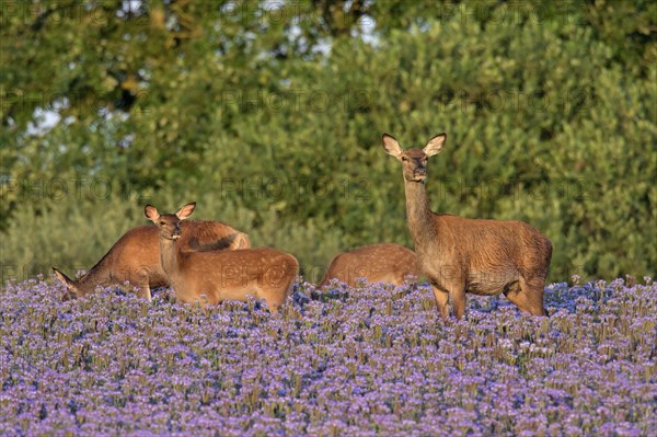 Red deer