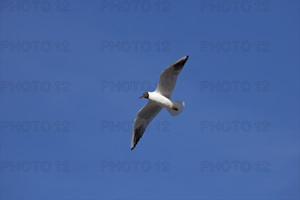 Black-headed Gull