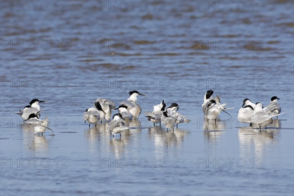 Sandwich terns