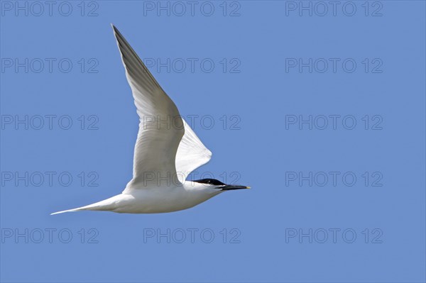 Sandwich tern