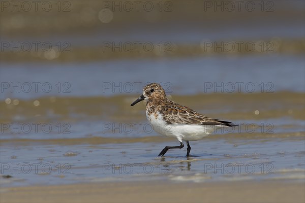 Sanderling