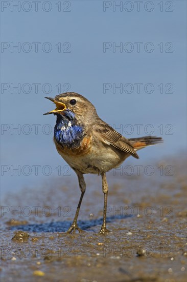 White-spotted bluethroat