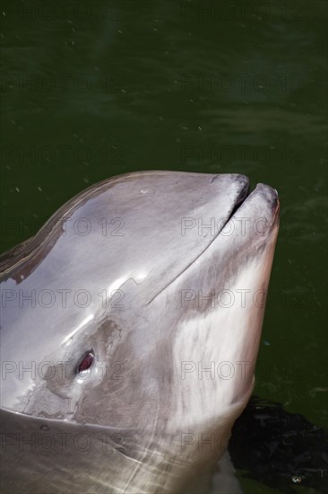 Harbour porpoise