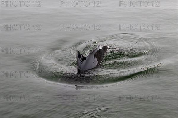 Harbour porpoise
