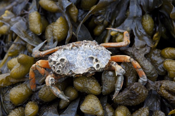 European shore crab