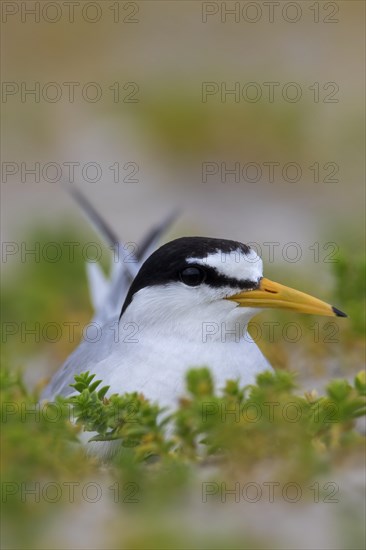 Little tern