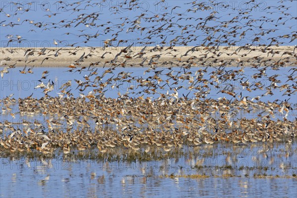 Flock of bar-tailed godwits