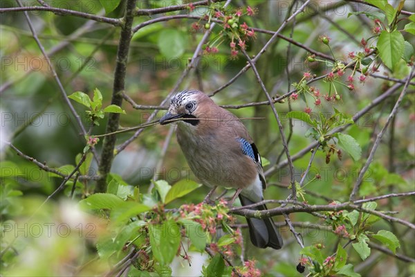 Eurasian jay
