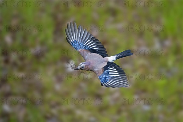 Eurasian jay