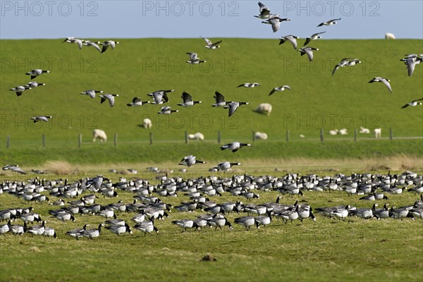 Flock of Barnacle Geese