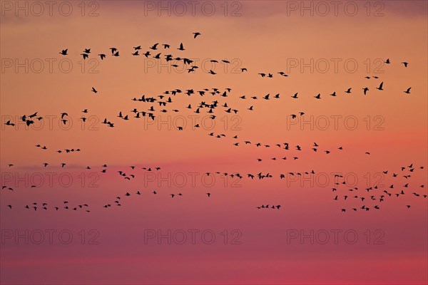 Flock of Barnacle Geese