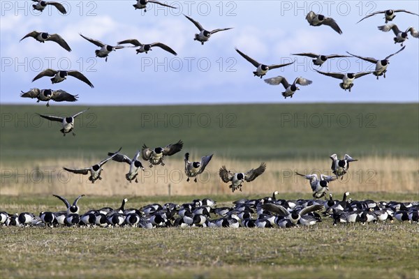 Barnacle goose