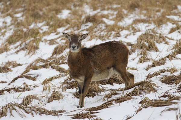 European mouflon