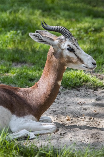 Mhorr gazelle