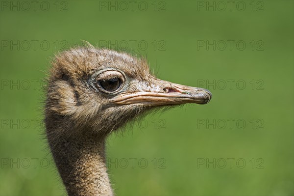 Common ostrich