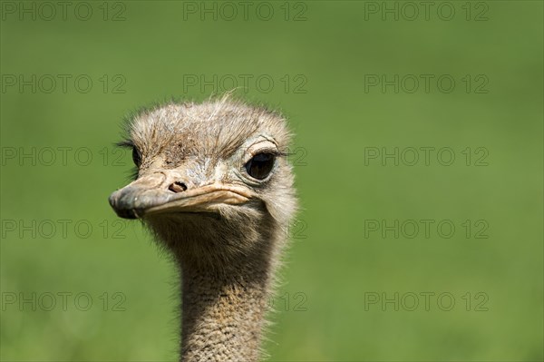 Common ostrich
