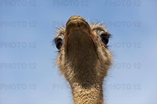 Common ostrich