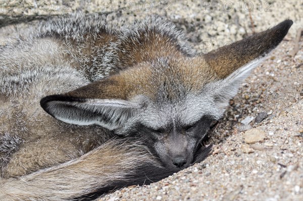 Bat-eared fox