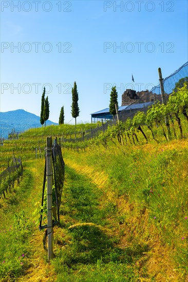 Castle and Vineyard in a Sunny Summer Day in Morcote