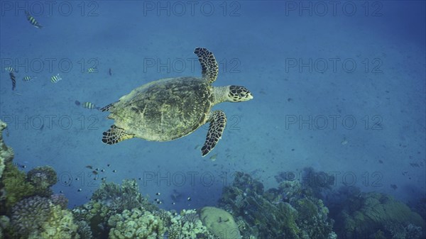 Top view of Hawksbill Sea Turtle