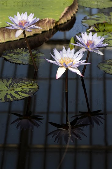 Waterlilies in Kew Gardens