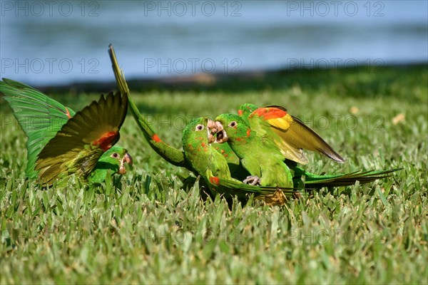 3 Pavua parakeets