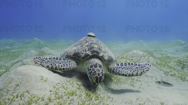 Sea turtle grazing on the seaseabed